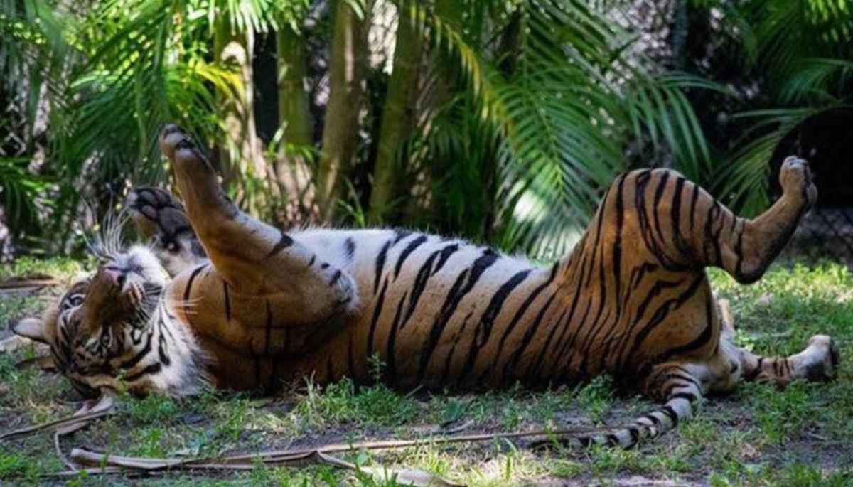 مرگ غیرعادی ببر‌های سیبری در یک پارک حیات وحش