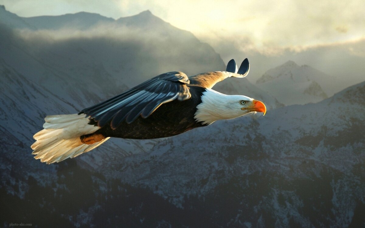 لحظاتی چالش‌برانگیز از شکار ماهی توسط عقاب