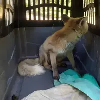 زنده‌گیری یک قلاده روباه در رجایی‌شهر کرج