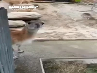 بازیگوشی جالب لاما در یکی از باغ وحش های روسیه