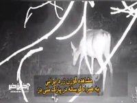 ثبت تصویر گوساله گوزن زرد ایرانی در پارک ملی دز 