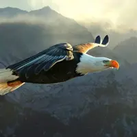 لحظاتی چالش‌برانگیز از شکار ماهی توسط عقاب