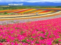 مزرعه گل شیکیسای نو اوکا در جزیره ای ژاپنی 
