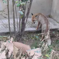 یک قلاده روباه در کرج زنده‌گیری شد