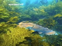 نمایی از یک سگ ماهی غول پیکر استرالیایی