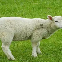 موفقیت طرح فناور تکثیر گوسفند رومن در مراغه