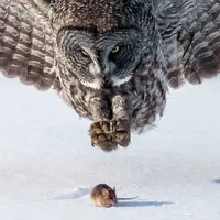 جغد چگونه موش را از بین برف ها شکار می کند؟