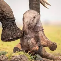 تلاش های بچه فیل برای بلندکردن برادرش