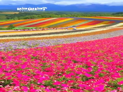 مزرعه گل شیکیسای نو اوکا در جزیره ای ژاپنی