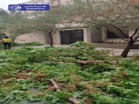 خسارت بارندگی دیروز به درختان خیابان شهیدتوکلی مشهد