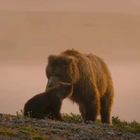 به فرزندی قبول کردنِ یک توله خرس توسط خرسی دیگر
