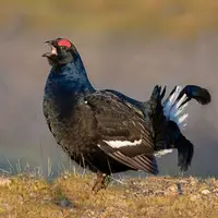 گونه‌های خروس سیاه در کشور آذربایجان 