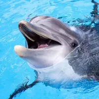 دلفین در هنگام هنرنمایی در استخر به بیرون پرید
