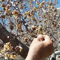 کشاورزان زنجانی محصولات خود را در برابر سرمای بهاره محافظت کنند