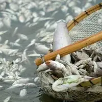 ممنوع‌شدن صید ماهی در رودخانه‌های لرستان