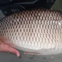ماهی کپور تاتا در سبد پرورش ماهیان گرمابی قرار گرفت