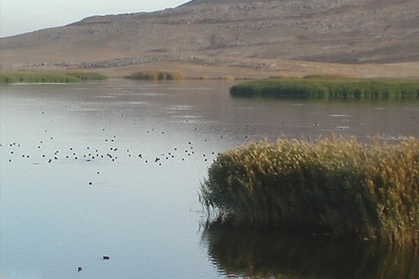 افزایش قابلتوجه جمعیت پرندگان در تالابهای لرستان