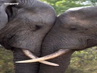لحظه آشتی دو فیل نر پس از دعوا