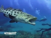 جالوت غول پیکر؛ یکی از غیر معمول ترین ماهی های آب شیرین