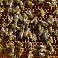 محصولات زنبور عسل معاف از پرداخت مالیات بر ارزش افزوده می‌شوند  