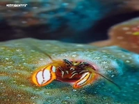 نوعی جالب از خرچنگ های مرجانی