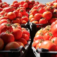 قیمت گوجه فرنگی کاهش یافت 