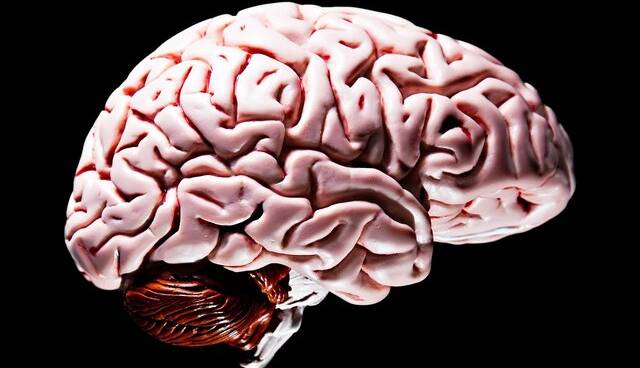 اولین مینی مغز جهان با سد خونی مغزی ایجاد شد