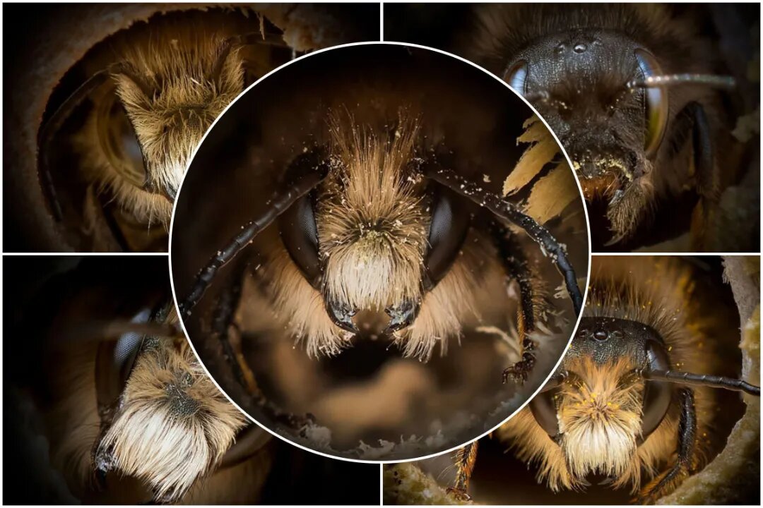 گوناگون/ چهره زنبورها مانند انسان‌ها با یکدیگر فرق می‌کند