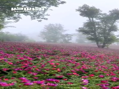 مزرعه گل گاو زبان در هوای مه آلود روستای «کندسر» اشکورات