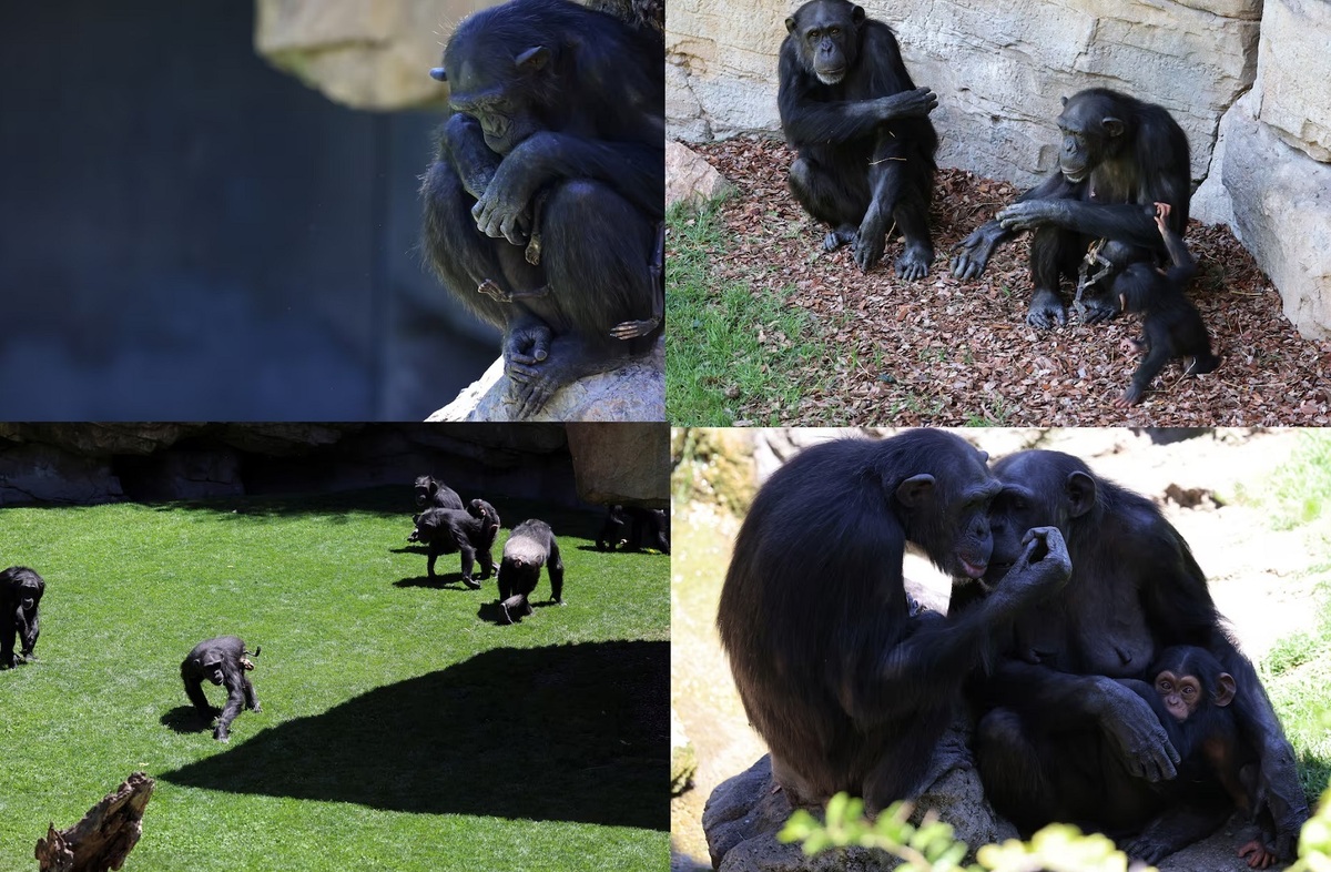شامپانزه‌ای که 3 ماه است نوزاد مرده خود را رها نمی‌کند
