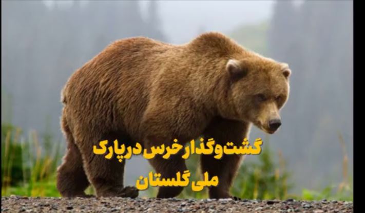 ثبت تصاویری از خرس قهوه‌ای در پارک ملی گلستان