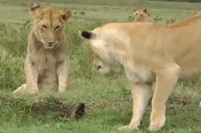 حمله باورنکردنی و جالب یک خدنگ شجاع به چند شیر وحشی