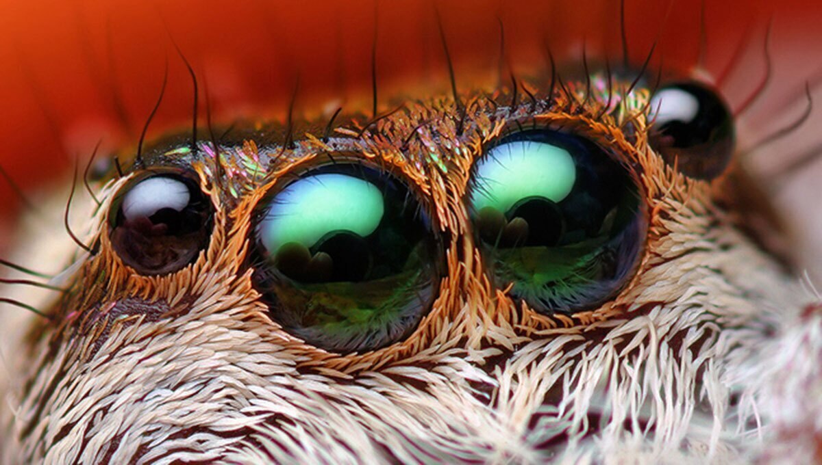 دنیای شگفت‌انگیز حشرات از نگاهی متفاوت