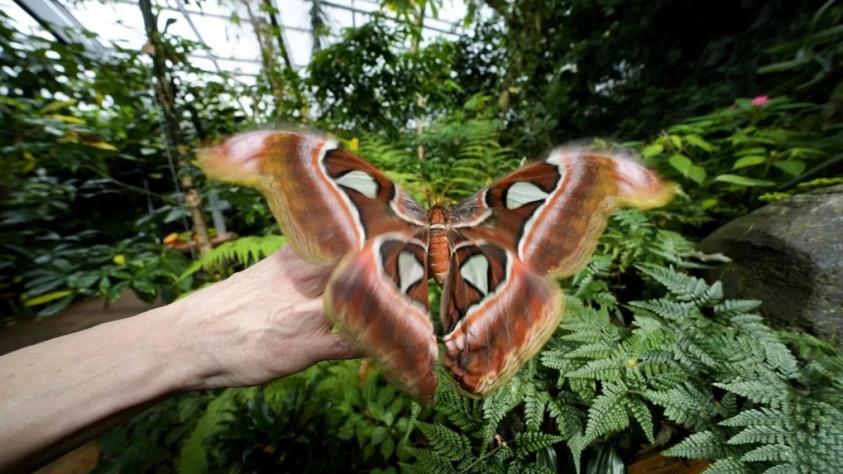 بهشت پروانه در ترنتو، سفر به دنیای جادویی تنوع زیستی