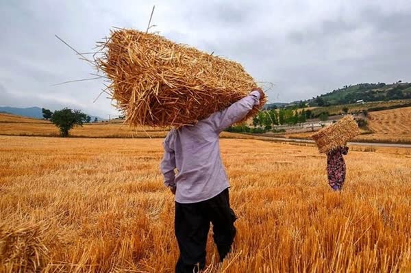 افزایش 3 برابری خرید گندم از کشاورزان لرستانی