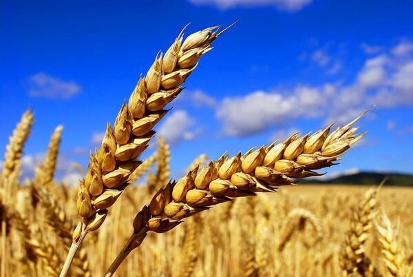 خرید تضمینی بیش از یک میلیون و 525 هزار گندم در خوزستان