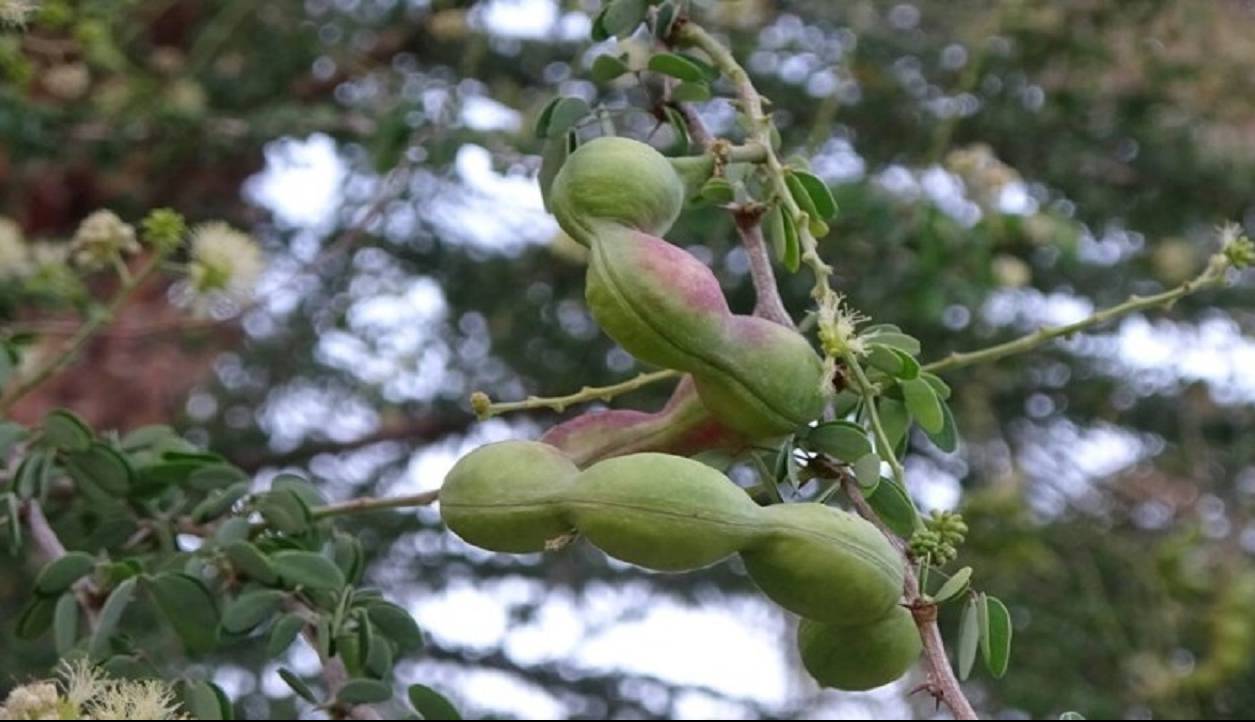 جنگل جلیبی درختی زینتی با میوههایی پروتئینی در نیکشهر