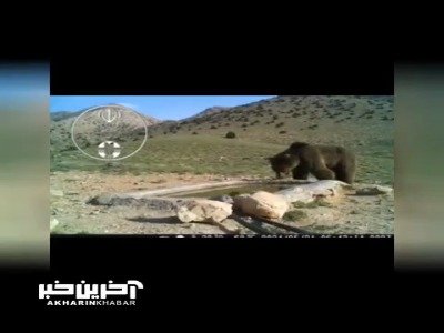 مشاهده پلنگ ایرانی یک روز بعد از آبتنی یک خرس در پارک ملی صیدوا