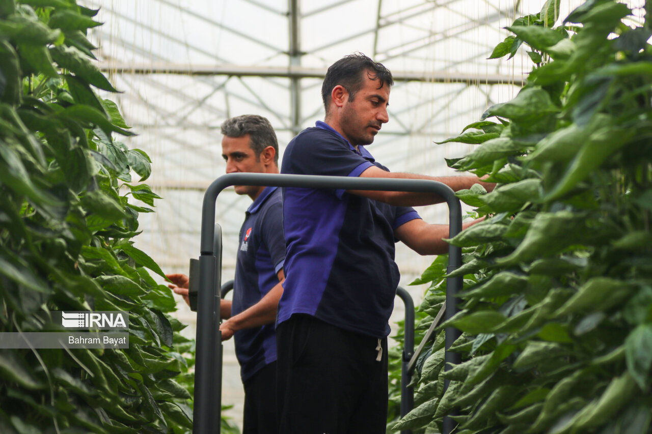افزایش 33 درصدی ارزش تولیدات کشاورزی در آذربایجان شرقی