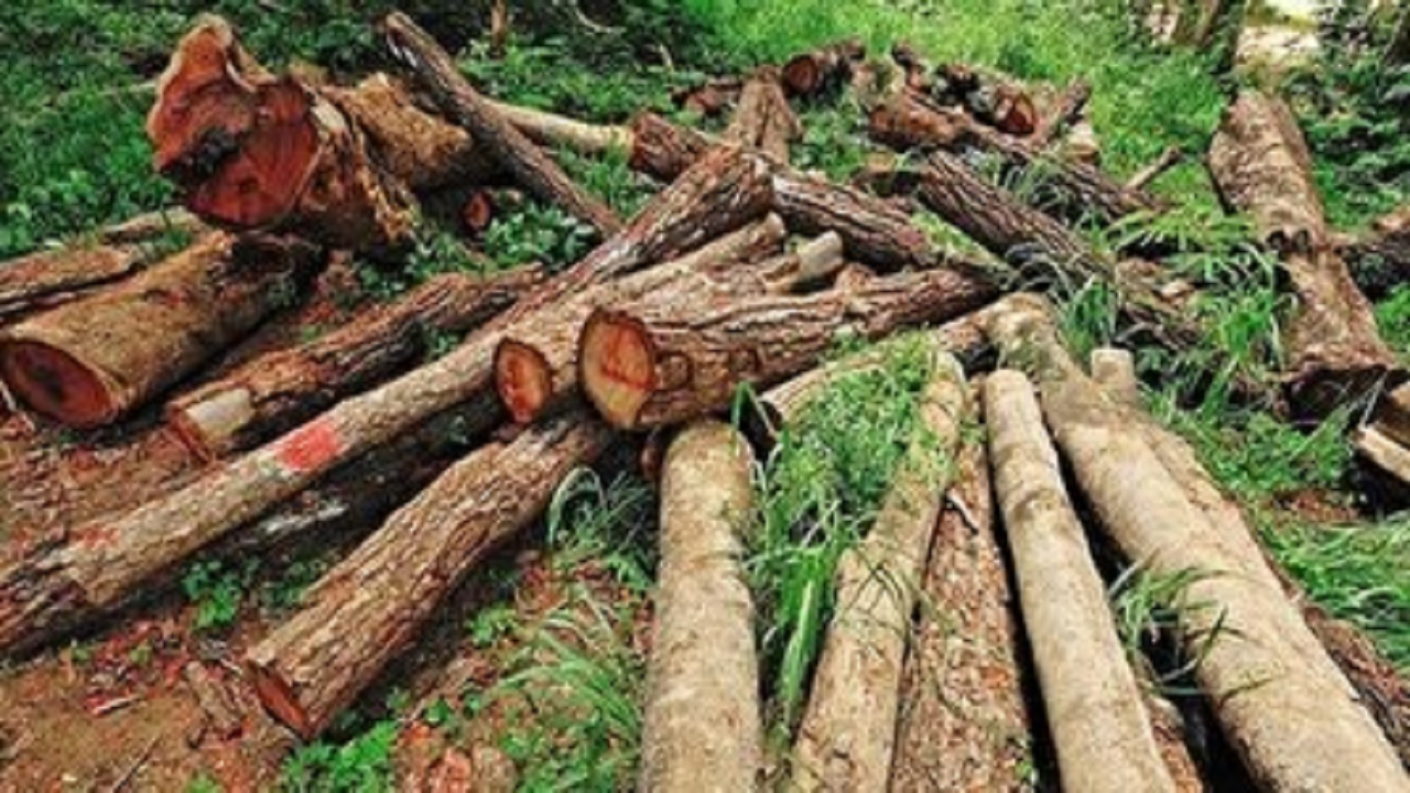 جوابیه درخصوص قطع درختان جنگل ایزدشهر