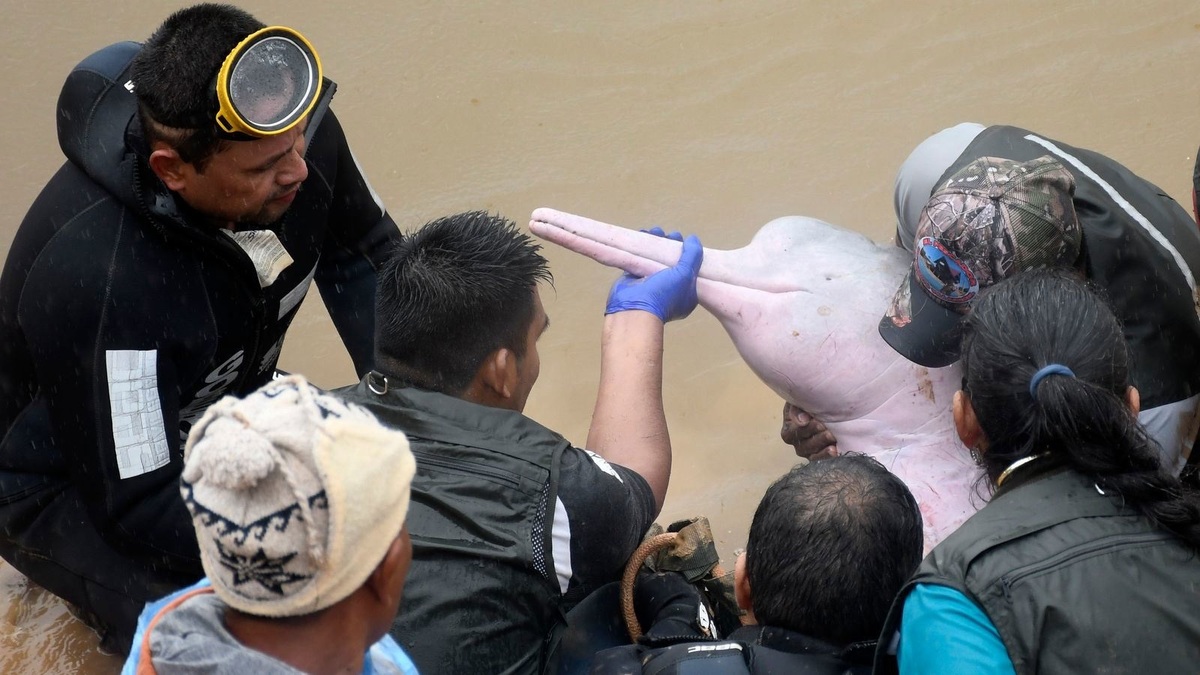 نجات دلفین صورتی و بچه‌اش پس از وقوع سیل