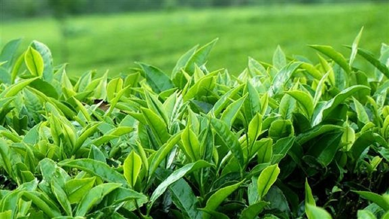 برداشت بیش از 51 هزار تن برگ سبز چای از باغ‌های شمال