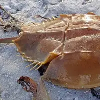 خرچنگ نعل‌اسبی؛ جانوری که با خونش جان انسان‌ها را نجات می‌دهد