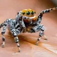 واکنش شگفت‌انگیز یک عنکبوت به مشاهده تصویر خود در آینه 