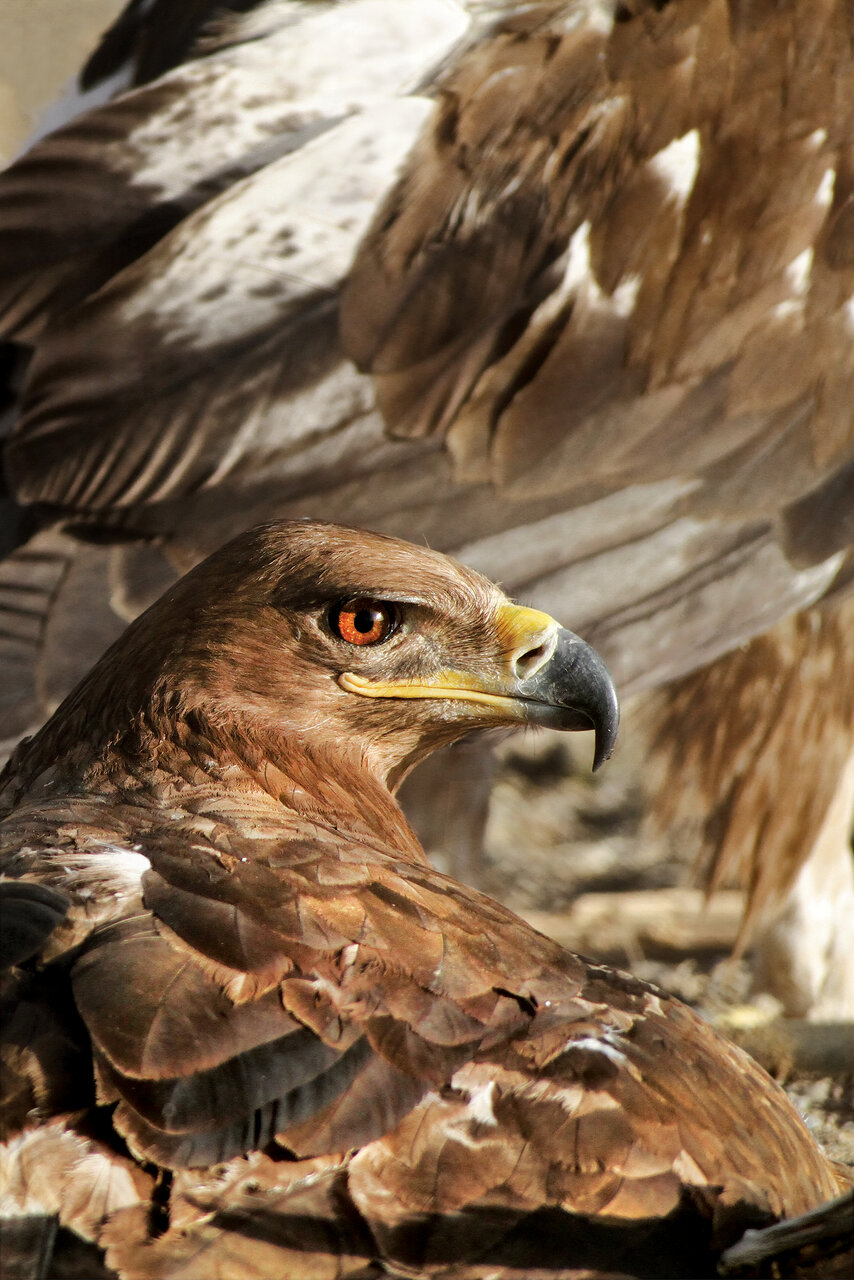 مهارت عقاب طلایی در شکار