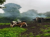 فیلمی رویایی از مناطق جنگلی اشکور رودسر