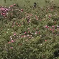 پیش‌بینی برداشت ۲۳۰ تن گل محمدی از گلستان‌های کهگیلویه و بویراحمد