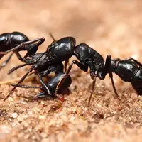 با ساختار کلونی مورچه ها آشنا شوید