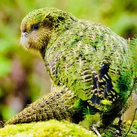 کاکاپو پرنده ای با صدای بسیار بلند و پر حجم