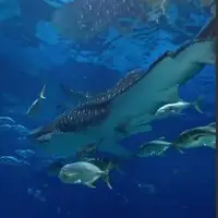 بزرگترین ماهی دریا
